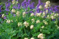 Dicentra 'Pearl Drops' and Omphalodes cappadocica 'Cherry Ingram'