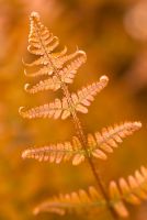 Dryopteris erythrosora - Japanese Shield Fern