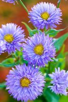 Erigeron 'Prosperity'