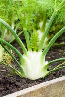 Foeniculum vulgare - Fennel 