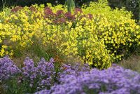 Perennial border with Aster frikartii 'Monch' and Helianthus 'Lemon Queen'
