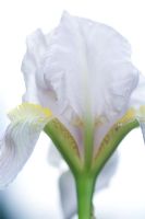 Iris Florentina - Bearded iris