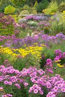 View of the National collection of Autumn flowering Asters - With Asters, Eupatorium and Rudbeckia subtomentosa.