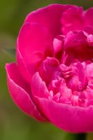 Paeonia lactiflora 'Felix Crousse'