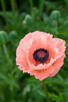 Papaver orientale 'Helen Elizabeth' - Oriental Poppy