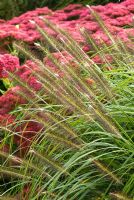 Pennisetum alopecuroides 'Hameln' with Sedum 'Herbstfreude' in background