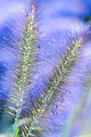 Pennisetum alopecuroides 'Hameln' - Chinese Fountain Grass