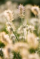 Pennisetum alopecuroides 'Little Bunny' - Chinese Fountain Grass covered in dew