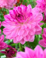 Dahlia 'Pink Floyd'