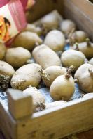 Seed potatoes 'Maris Piper', second early variety laid out in wooden seed tray
