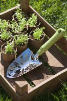 Trowel and lobelia seedlings in wooden seed tray ready to be planted out