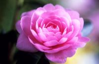 Camellia x williamsii 'E.G.Waterhouse'