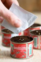 Tomato seeds 'Gardeners Delight', being sown in recycled tomato puree tins.