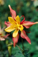 Aquilegia 'Langdon's Rainbow'