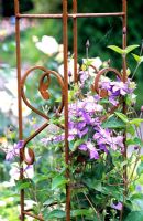 Metal support frame for Clematis