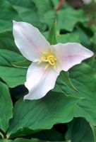 Trillium ovatum - Wood Lily