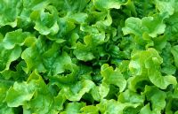 Lactuca sativa - Curly leafed lettuce 