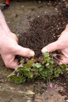 Repotting and dividing a Hepatica. Gently teasing apart - Demonstrated by John Massey, Ashwood Nurseries