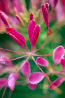 Cleome spinosa 'Cherry Queen' - Detail of flowers