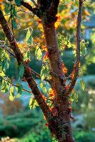 Prunus serrula - with light shines through the bark