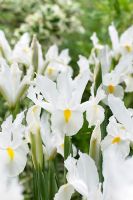 Iris 'White Wedgewood'