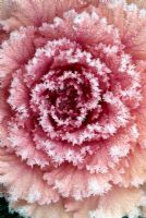 Brassica oleracea - Ornamental Cabbage covered with frost