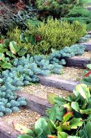 Steps with Euphorbia myrsinites and Bergenia overhanging