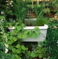 Old sink with Iris sibirica, Typha maxima, Scirpus cernuus and Lindera obtusiloba 