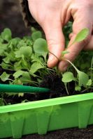 Planting out 'Oriental Mixed Salad' seedlings - using plastic dibber to lift out seedling from tray. Step by step 2