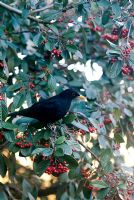 Male Blackbird perched amongst red berries on a Cotoneaster lacteus on a frosty morning in February