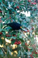Male Blackbird eating red berries on a Cotoneaster lacteus on a frosty morning in February
