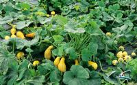 Cucurbita - Crook necked squashes and ornamental gourds growing through a woven plastic membrane to keep down weed growth, warm up the soil and retain moisture