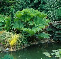 Gunnera manicata and Ligularia dentata 'Desdemona' beside pond - Ham Manor, West Sussex