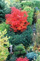 Oriental garden with Acer palmatum 'Osakazukim' in Autumn