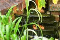 Water feature - Collepardo, Newton Abbot, Devon