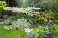 Small town garden with good structure, interesting trees and shrubs - Nailsea, Somerset, UK