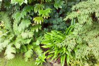 Foliage area with Asplenium scolopendrium, Fatsia japonica and Acers - Nailsea, Somerset, UK