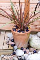 Potted Phormium with interesting pebbles and marbles at base - Nailsea, Somerset, UK 