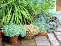 Echevaria glauca in pots on patio