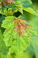 Redcurrant blister aphid - Sap-sucking insect Cryptomyzus ribis, causing distortion to the leaves of Ribes rubrum - redcurrant bush 