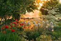 Dawn light on border planted with Allium 'Mount Everest', Papaver orientalis 'Beauty of Livermere' and Cornus controversa 'Variegata' - Pettifers Garden, Oxfordshire