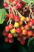 Sorbus aria - Common Whitebeam fruits