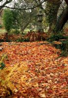 View from the Japanese Garden towards the  Tunnel Garden across carpet of fallen Liquidamber styraciflua leaves
