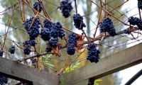 Luscious black grapes of Vitis vinifera 'Purpurea' hanging from pergola