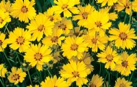 Coreopsis lanceolata 'Sterntaler'