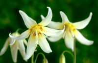 Erythronium revolutum 'White Beauty' - Trout Lily
