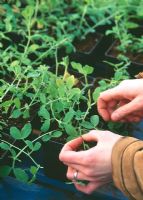Planting sweet peas - Pot up seedlings individually when big enough and pinch out the growing tips once or twice to make them grow bushy
