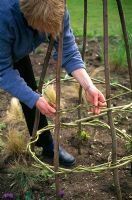 Woman making wigwam for sweet peas - Space the circles about 40 cm apart