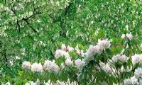 Davidia involucrata with bract in front of white flowered Rhododendron. Minterne Gardens, Minterne Magna, nr Dorchester, Dorset.