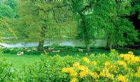 Spring country garden with sheep grazing beside the lake, beyond yellow Rhododendron luteum. Minterne Gardens, Dorset.